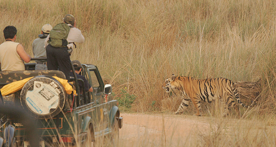 Pench National Park | Pench Tiger Reserve, Madhya Pradesh, India