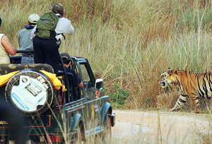 Jeep Safari in Pench National Park