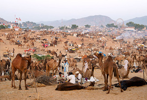 Brahma Temple in Pushkar