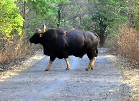 Radhanagari Wildlife Sanctuary Maharashtra