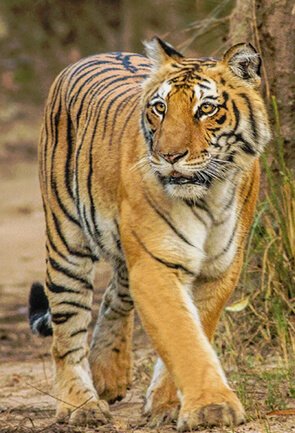 Maharashtra Wildlife Tourism