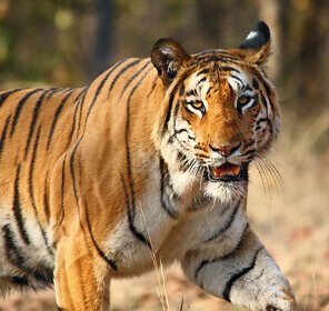 Tiger in Ranthambore National Park