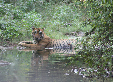 Sariska Tiger Reserve Alwar, Rajasthan