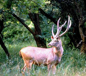 Sariska National Park