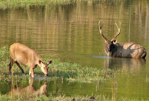 satpura National Park