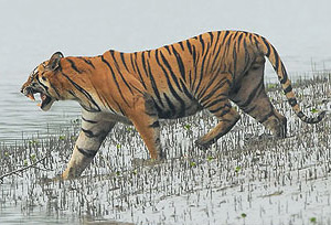 Tiger at Sunderban National Park