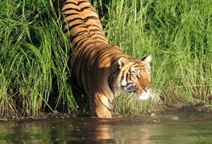 Sunderbans National Park & Tiger Reserve West Bengal, India