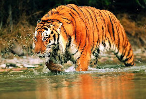 Sunderban National Park