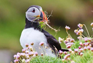 Lothian Island Bird Sanctuary