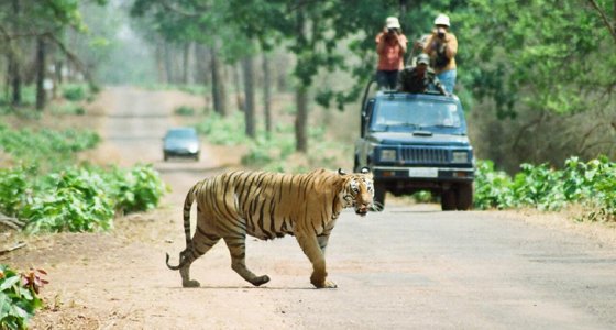 tadoba jungle safari nagpur