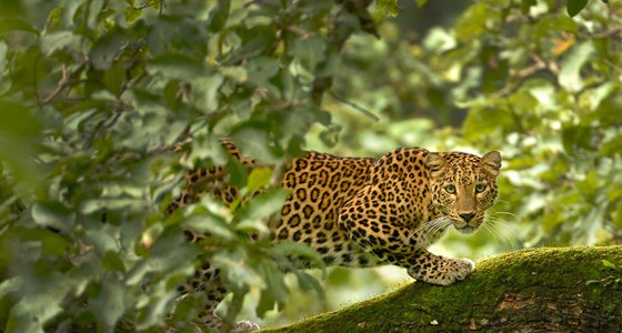 Tadoba Andhari Tiger Reserve