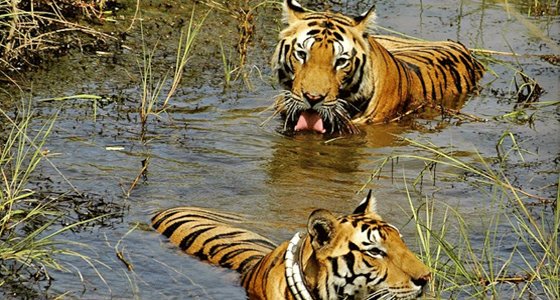 Tadoba Andhari Tiger Reserve