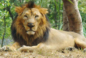 Wildlife Tourism in Gujarat- National Parks & Wildlife Sanctuaries