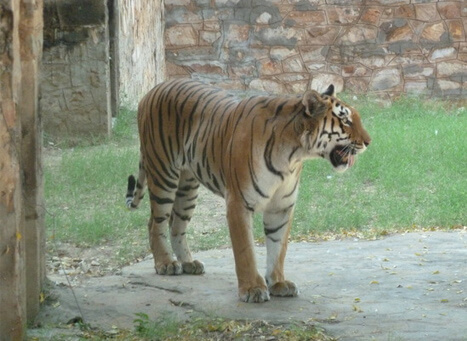 Zoological Garden Jaipur | Jaipur Zoo | Rajasthan
