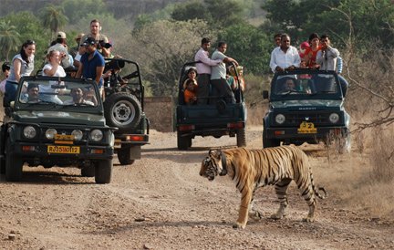 Jeep Safari at Ranthambore National Park