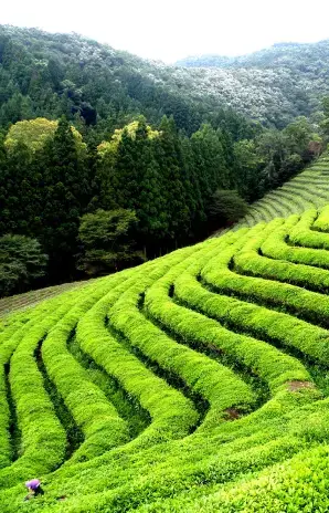 tea gardens image