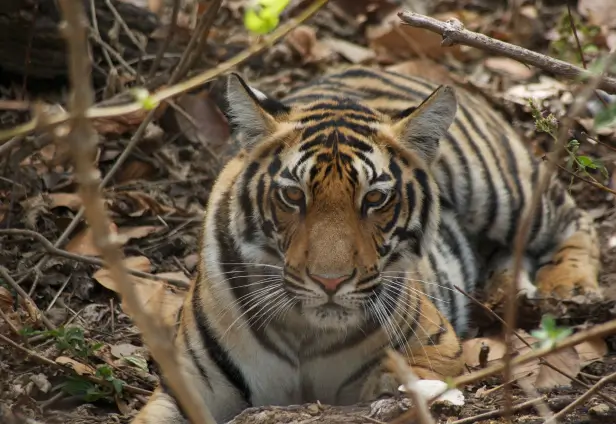 Tiger Photography Tour