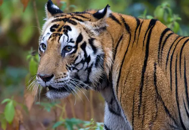 Kanha Tour From Nagpur