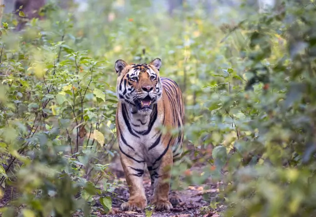 Kipling's Playground Tiger