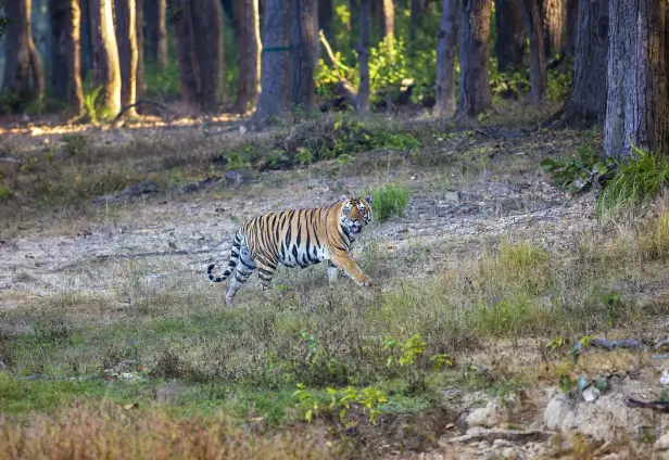 Wildlife Photography Tour to Central India