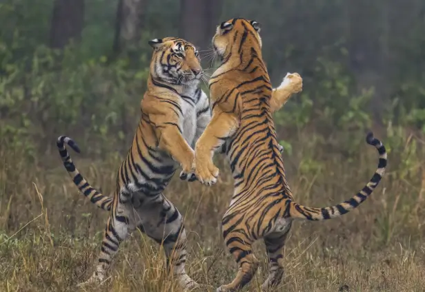 Temples & Tiger Tour