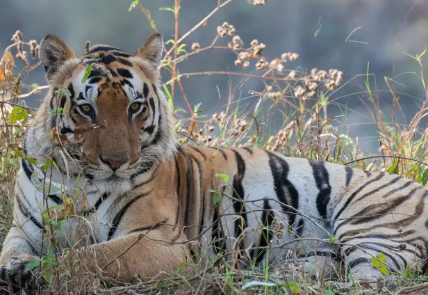 Rendezvous with Tigers in Bandhavgarh
