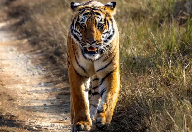 Jaipur Ranthambore Weekend Tour