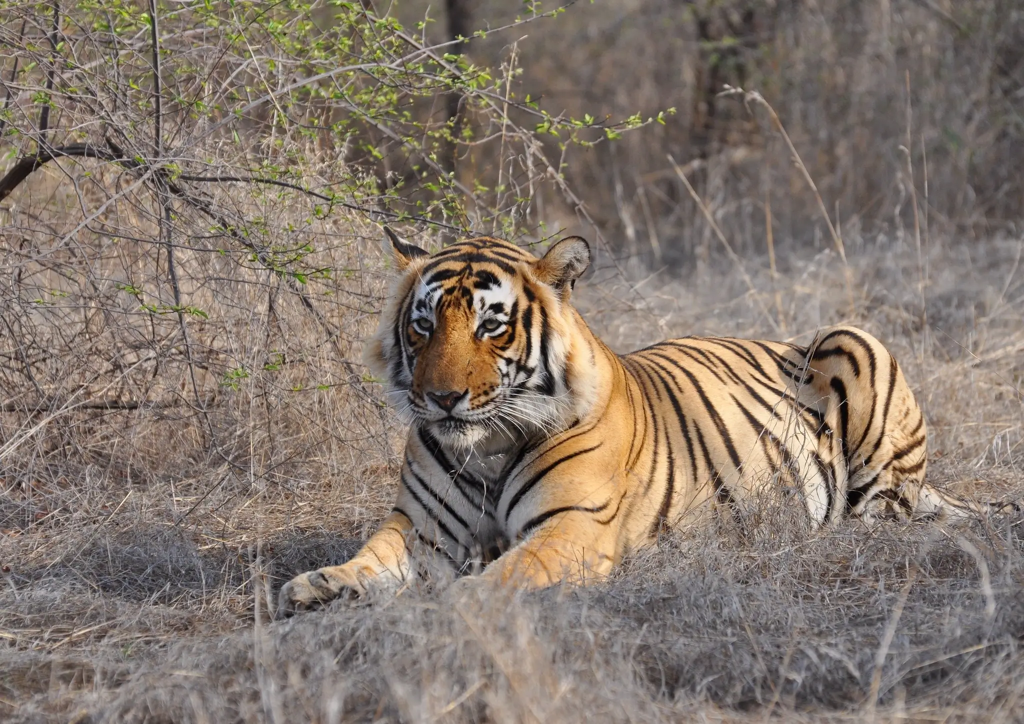 Golden Triangle with Tigers