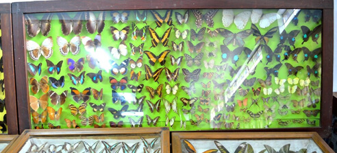 Butterfly Museum