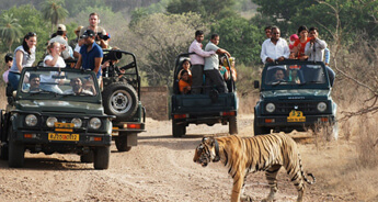 Tiger Safari Expedition India