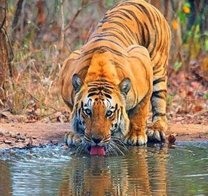 Maharashtra Wildlife Packages