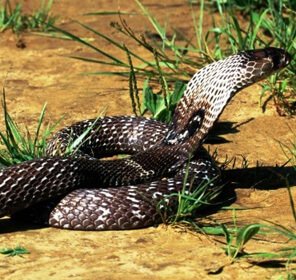 Snake Tour to Odisha