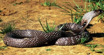Snake Tour to Odisha