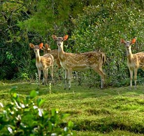 Wildlife Tour of Odisha