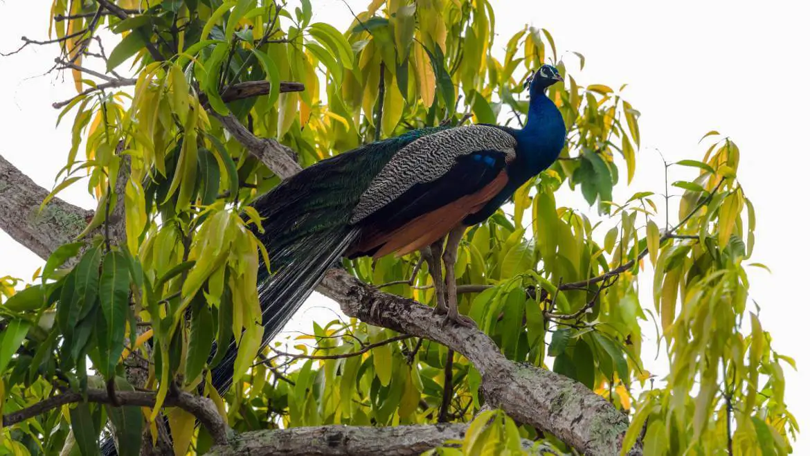 Best-Birding-Destinations