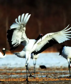 North India Birding Tour