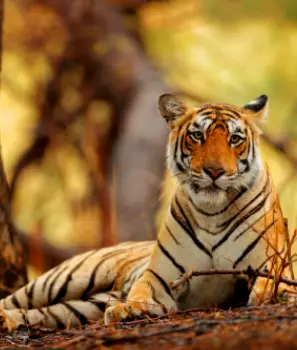 Tigers With Golden Triangle