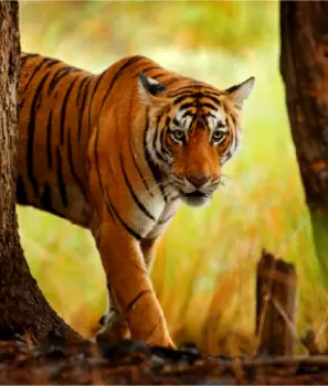 Classic India Wildlife Tours