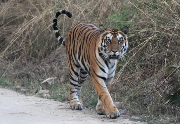 Madhya Pradesh Wildlife Tour