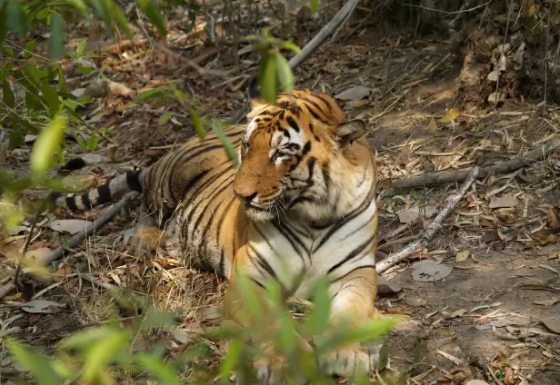 The Best of Central India Wildlife Tour