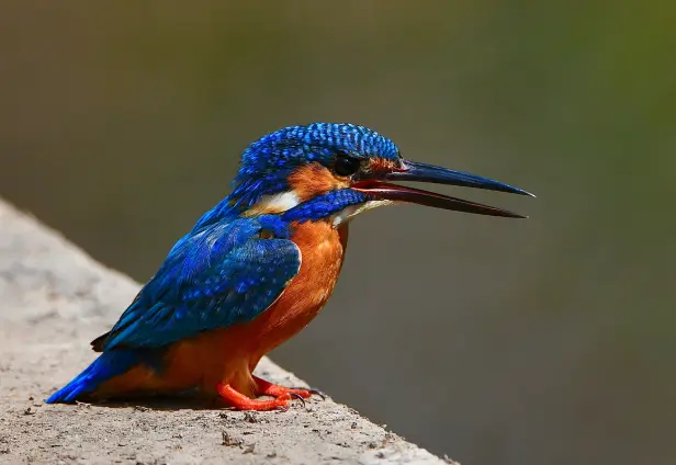 Panna National Park Weekend Tour