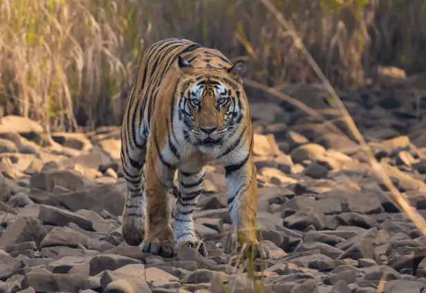 Panna National Park Tour with Khajuraho