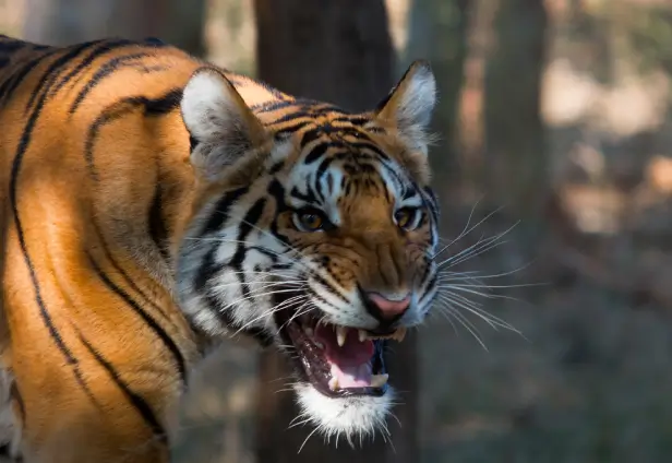 Tadoba Nagzira and Pench National Park Tour