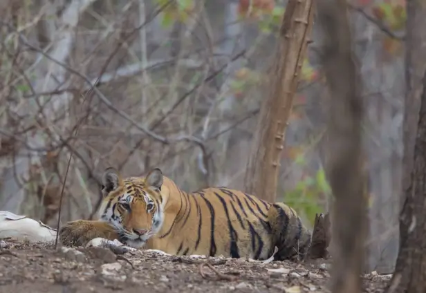 Pench Weekend Tour from Nagpur