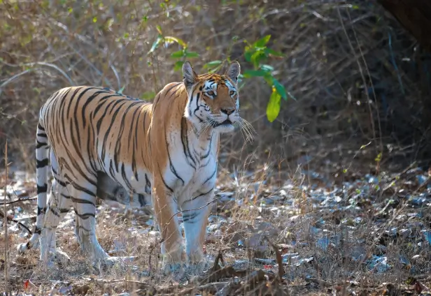 Pench Tiger Tour with Nagzira