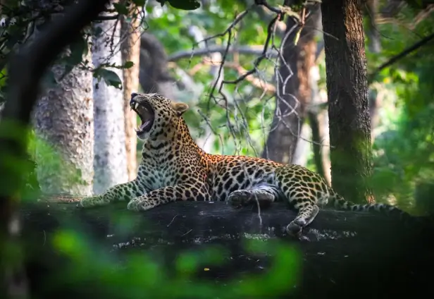 Tiger Photography Tour to Pench & Tadoba