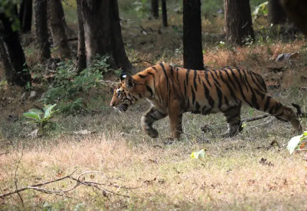 Classic India Wildlife Tour