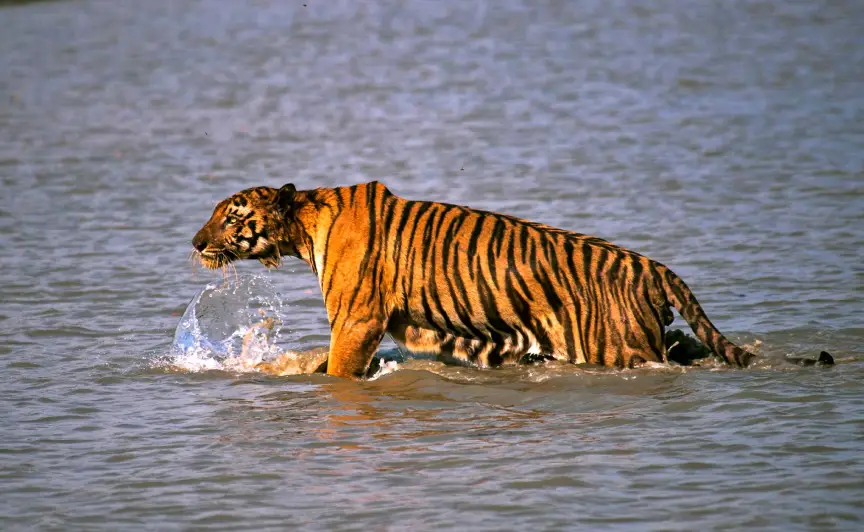 Sunderban Tiger