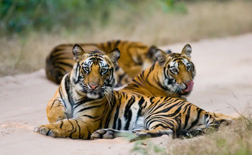 India Tiger Tour | India Wildlife Tour Packages at Best Price | TourMyIndia
