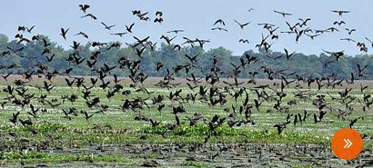 Birding in Assam